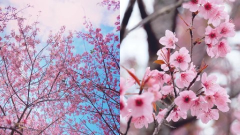 清邁賞櫻景點4大推介