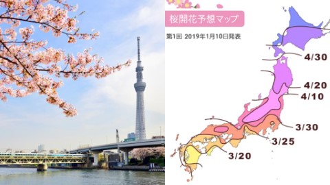 第一回櫻花預測（開花、滿開情報）出爐！ 日本氣象株式會社・Weathernews・日本氣象協會