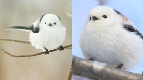 日本超可愛小鳥成為網紅 細小雪白身軀超治癒！