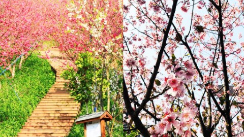 台中4大熱門賞櫻景點推介 賞櫻唔一定要去日本、韓國！