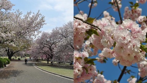 夜晚都睇到櫻花紅葉 新宿御苑將新推夜間點燈