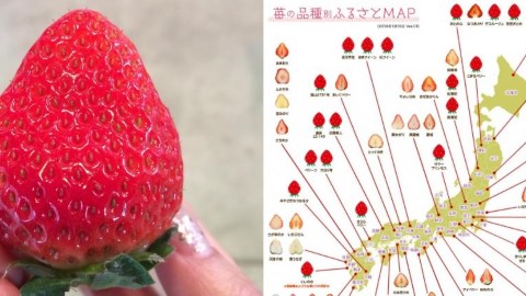 完全掌握日本各地草莓品種 豐州市場推出日本草莓圖鑑