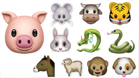 2019豬年12生肖整體運程分析！ 事業運．感情運．健康運