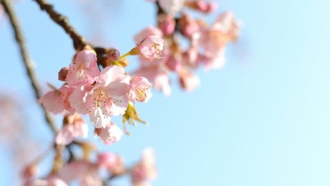 東京5大觀賞河津櫻景點 新宿御苑/代代木公園/昭和記念公園