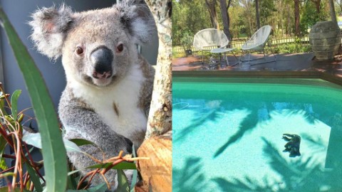 樹熊為喝水意外跌入泳池溺斃