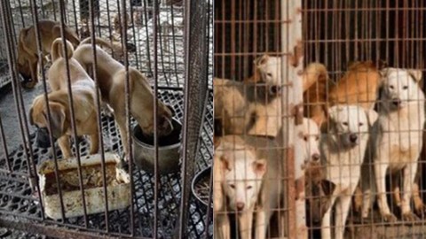 韓國狗肉文化逐漸式微 首爾市長承諾狗肉屠場全面關閉！