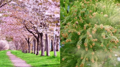 全國花粉飛散量高出平均水平 日本氣象協會公布2019年花粉飛散預測