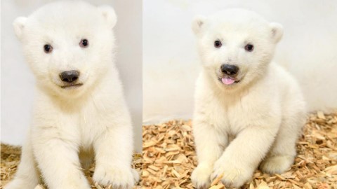 北極熊BB首度亮相！ 可愛萌樣溶化網友心