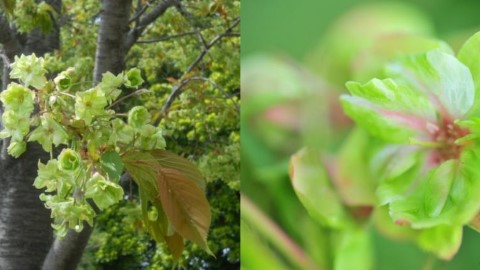 日本稀有櫻花品種 「綠色櫻花」御衣黃4月盛開
