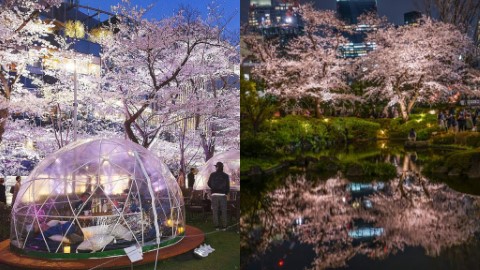 東京7大夢幻夜櫻・夜間點燈推介 晚上櫻花點燈更浪漫！