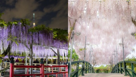 東京市內及近郊7大賞藤花景點 必去栃木縣足利花卉公園欣賞紫藤瀑布！