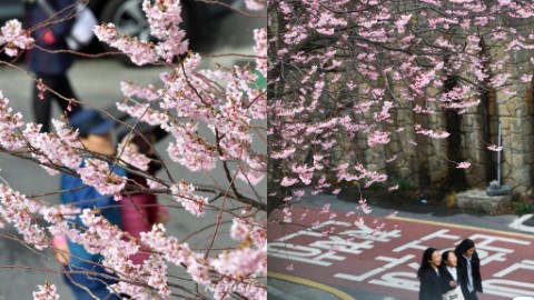 釜山櫻花提早開花！