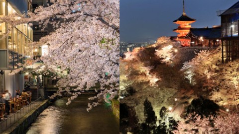 京都7大賞夜櫻景點推介 祇園白川點燈闊別3年復活！