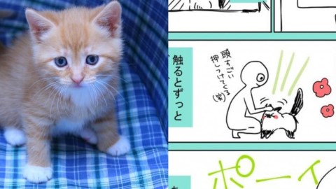 「和我想像中的貓貓完全不同！」 日本網民將貓貓生活日常畫成漫畫　貓奴大讚有共鳴！