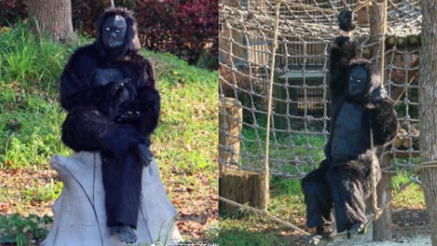 江蘇動物園驚現人扮猩猩 網民﹕一看就穿崩！