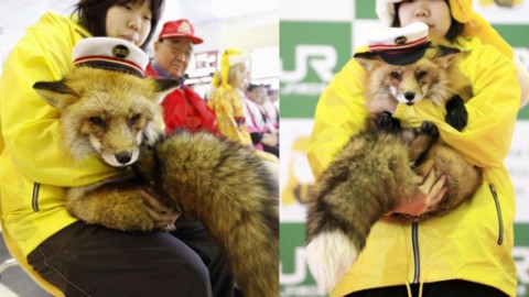 期間限定！狐狸站長閘口迎接你 萌爆坐鎮白石藏王站