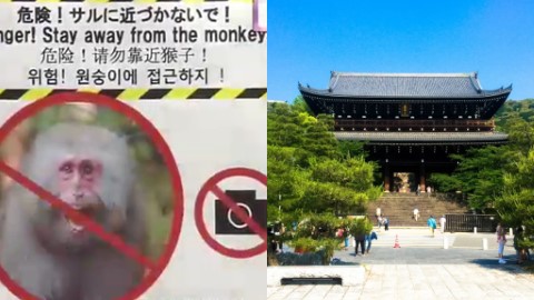 京都接連出現猴子咬傷遊客 警方貼出告示呼籲小心猴子