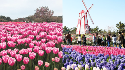 韓國世界鬱金香節開幕 超過200萬朵綻放春日氣息！