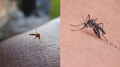 蚊子會選吸血對象？ 研究：經常被蚊咬全因你太善良！