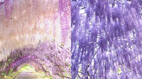 日本最美地方之一！ 福岡河內藤園夢幻紫藤花隧道