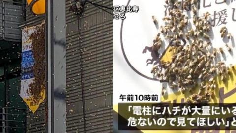10000隻蜜蜂今早突襲東京街頭 淹沒海報途人受驚紛紛走避