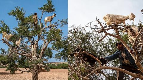 摩洛哥奇景山羊上樹被揭騙局
