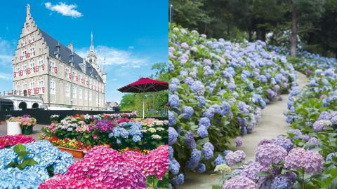 長崎豪斯登堡繡球花節 800米繡球花路、1250品種繡球花同時綻放！