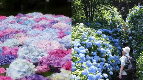 7大人氣關西大阪賞繡球花景點 萬博紀念公園/紫陽花寺長慶寺/夢幻繡球花池