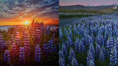 除了到火山探險還可賞花！