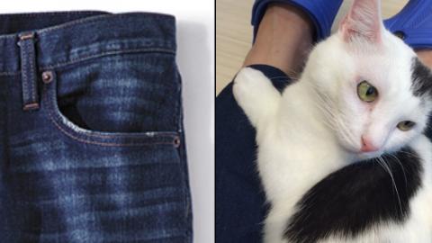 日本流傳都市傳說一招征服貓貓 穿著GU牛仔褲就能使貓貓對你瘋狂撒嬌？