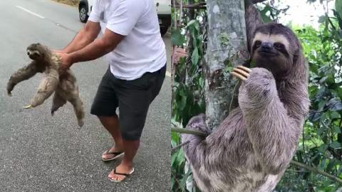 樹懶誤闖馬路獲好心人救起 「慢動作」回頭招手似道謝 網民高呼：好可愛！