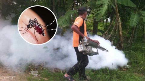 曼谷感染人數最多！ 泰國登革熱疫情5年來最嚴重