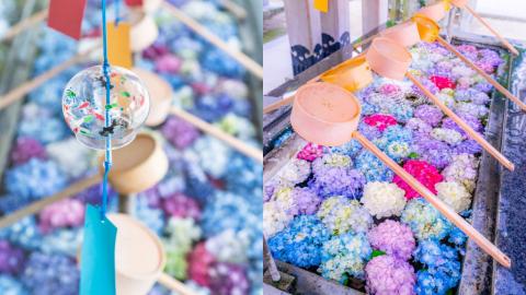 福岡春日神社夢幻繡球花美景