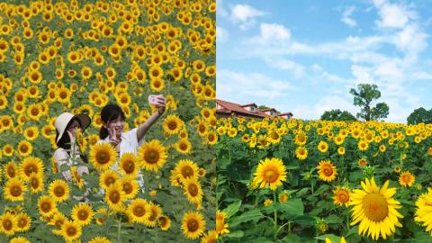 大阪、奈良等關西7大向日葵花田推介 免費入場、向日葵迷宮・最大擁38萬棵太陽花