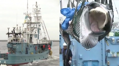 相隔31年重啟商業捕鯨 日本稱數量克制：繼續捕獲100年也不會影響生態