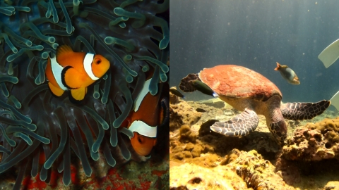 喀比浮潛跳島一日遊 與海龜共游、追黑尖礁鯊