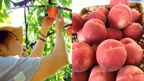 東京近郊6大果園推介 任摘任食多汁日本桃、最平港幣$87起