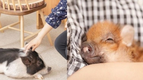 東京超萌迷你豬咖啡店