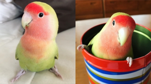 西瓜毛色治癒又消暑！ 可愛桃面愛情鳥近期日本爆紅