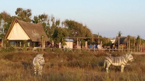 被畫成斑馬於烈日下曝曬 驢子慘成「野生婚禮」陪襯品