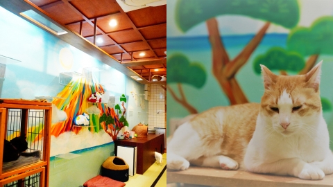 昭和懷舊錢湯風主題 和15隻貓貓玩耍 大阪心齋橋全新貓Cafe
