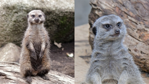 東京動物園超帥狐獴爆紅 網民：前世是人類嗎？