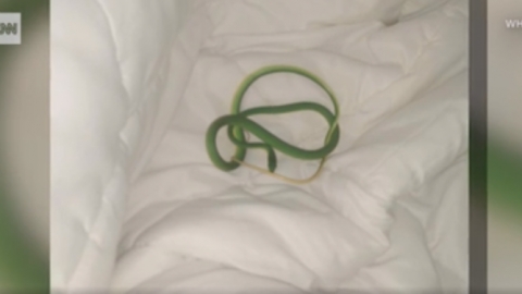 美國遊客住酒店熟睡感異樣 驚見細長青蛇纏上手臂