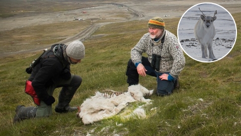 氣候反常無法覓食活活餓死 挪威小島驚見逾200具馴鹿屍體