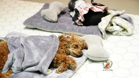 韓國知名狗狗幼稚園 集體午睡超可愛！