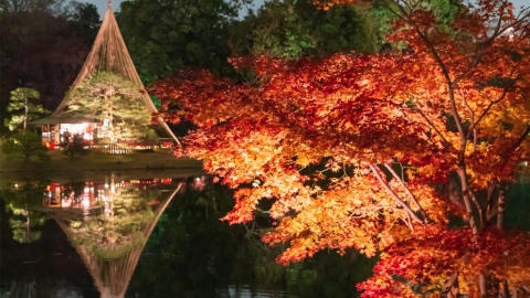 東京5大夜楓景點推薦－