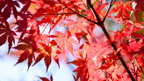 賞楓還是賞紅葉？