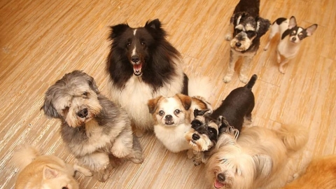 首爾弘大開業20年萌狗Cafe 多達30種不同品種小狗！