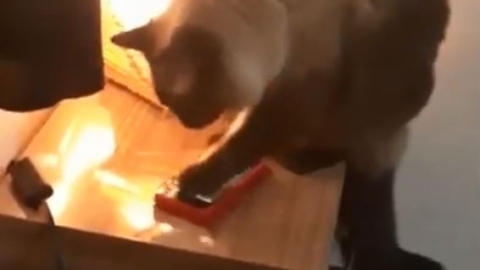 巴西貓咪一聽鬧鐘響即行動 揮肉掌按停累主人每朝睡過頭