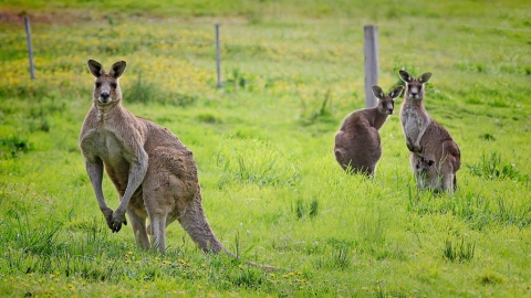 來回連稅唔使$3700！ 澳洲航空直航墨爾本/悉尼等澳洲各地$2710起